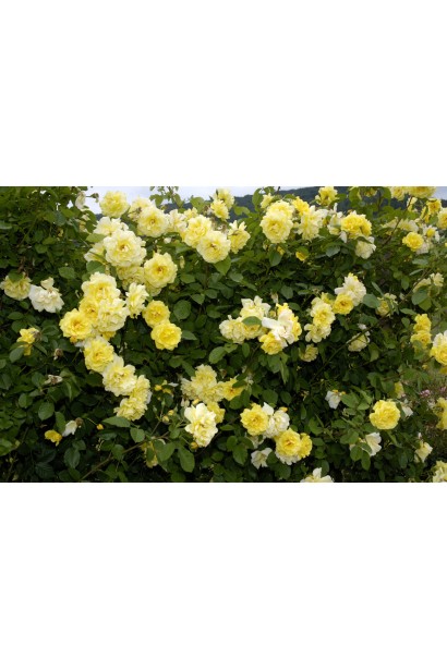 Троянда витка Голден Гейт рясне цвітіння 